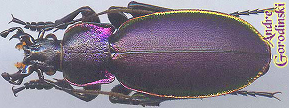 http://www.gorodinski.ru/carabus/Megodontus aurolimbatus.jpg